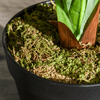 Outsunny-Pianta-Tropicale-Decorativa-Dracena-Finta-in-Plastica-con-Vaso