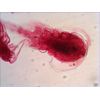 Levenhuk-N38-NG-Vetro-Vetrino-per-microscopio