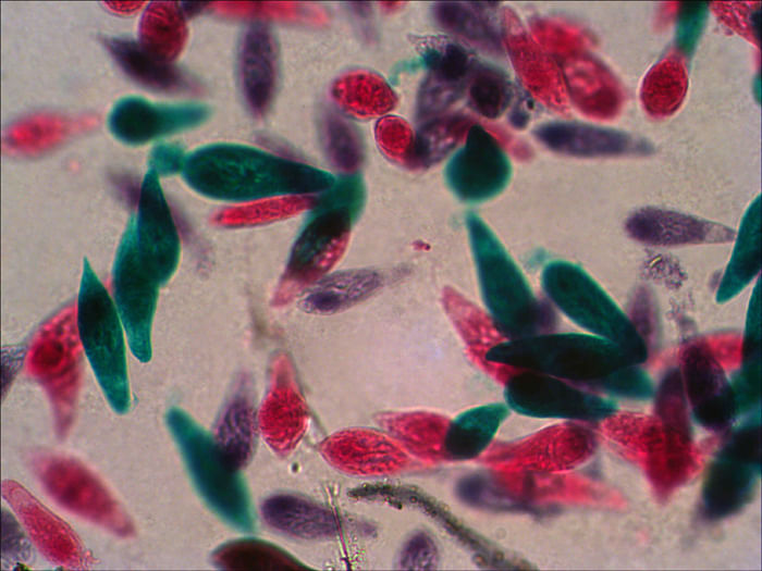 Levenhuk-N38-NG-Vetro-Vetrino-per-microscopio