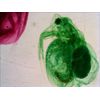Levenhuk-N38-NG-Vetro-Vetrino-per-microscopio