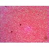 Levenhuk-N38-NG-Vetro-Vetrino-per-microscopio