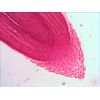 Levenhuk-N38-NG-Vetro-Vetrino-per-microscopio