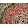 Levenhuk-N38-NG-Vetro-Vetrino-per-microscopio