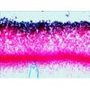 Levenhuk-N38-NG-Vetro-Vetrino-per-microscopio