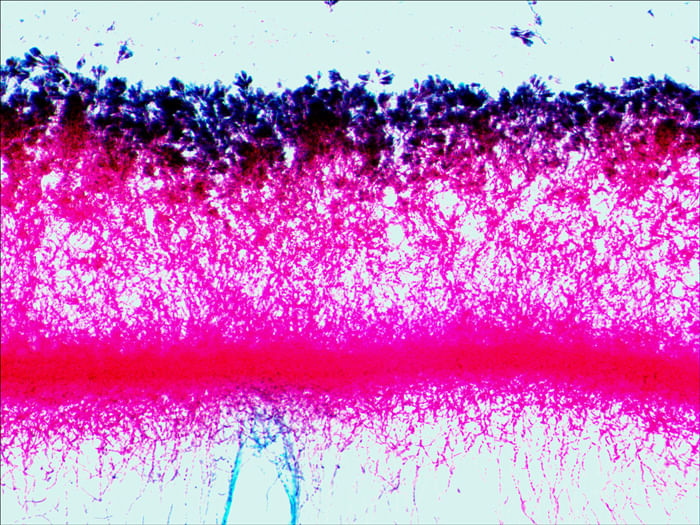 Levenhuk-N38-NG-Vetro-Vetrino-per-microscopio
