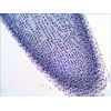 Levenhuk-N38-NG-Vetro-Vetrino-per-microscopio