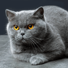 img-743c5f70-c4d7-4f8d-9cae-76da2200ec90.png