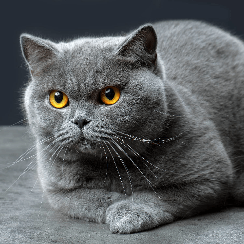 img-743c5f70-c4d7-4f8d-9cae-76da2200ec90.png