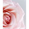 Nivea-Corpo-Fluida-500-Ml.-Dispenser-Rosa---Argan-98429