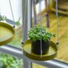 Esschert-Design-Vassoio-Sospeso-per-Piante-Rotondo-Dorato-S