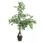 Pianta Variegacon Vaso X760F H120 (2 Pezzi) - FUSIONIS