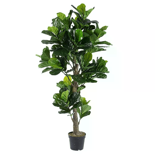 Pianta con Vaso 153Fogl H190 - EMBRACIA