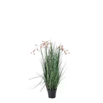 Pianta Grevillea Rosa con Vaso X5F H100 (4 Pezzi) - IMPERIALE