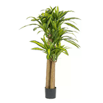Pianta Dracaena con Vaso H150 (2 Pezzi) - SERAPHIM