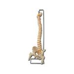 Mod. Colonna Vertebrale Con Femori 1 pz.