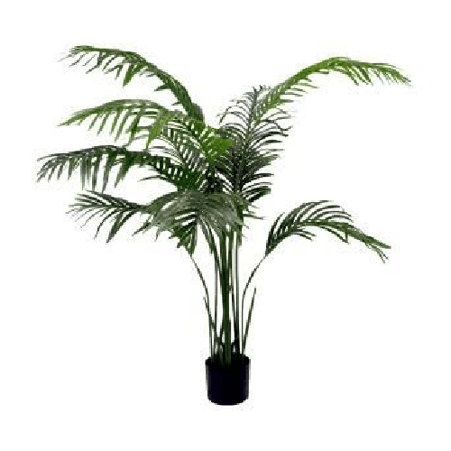 Pianta con vaso " PIANTALA " Areca h. 145 cm.
