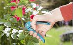 Gardena-Forbici-da-Giardino-Classic-22mm