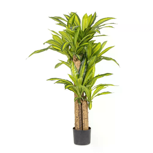 Pianta Dracaena con Vaso H130 (2 Pezzi) - SERAPHIM