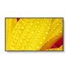 NEC-MultiSync-M551-2-Design-chiosco-127-cm--50---LED-4K-Ultra-HD-Nero-Processore-integrato
