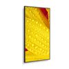 NEC-MultiSync-M551-2-Design-chiosco-127-cm--50---LED-4K-Ultra-HD-Nero-Processore-integrato