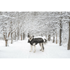 img-567660a2-7980-4d5a-9fea-654a4a1e4e20.png