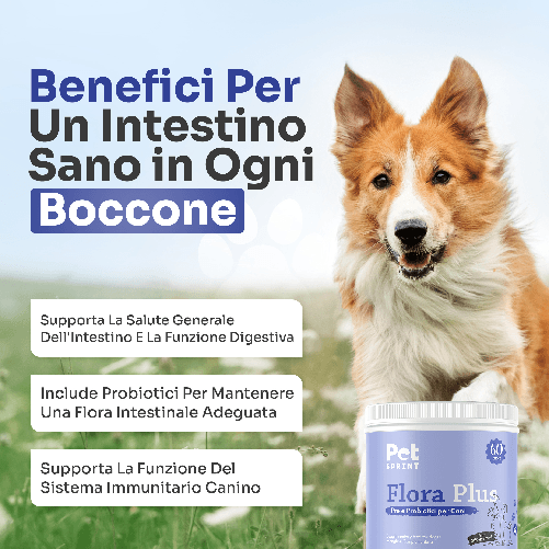 img-81d1ad80-de81-47a3-a9d7-98ebe435f04d.png