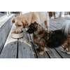 img-f8c5e19f-a282-4a99-be15-8c701ec1aa6b.png