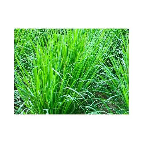 img-4d450d6f-1847-4107-924c-d3115c62d1ae.png