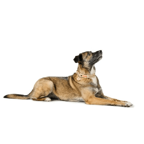 img-68d4504a-ed74-4418-acb2-3387d206e0c0.png