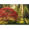 Puzzle-1000-Pz---Guiding-Light.-Magic-Forests