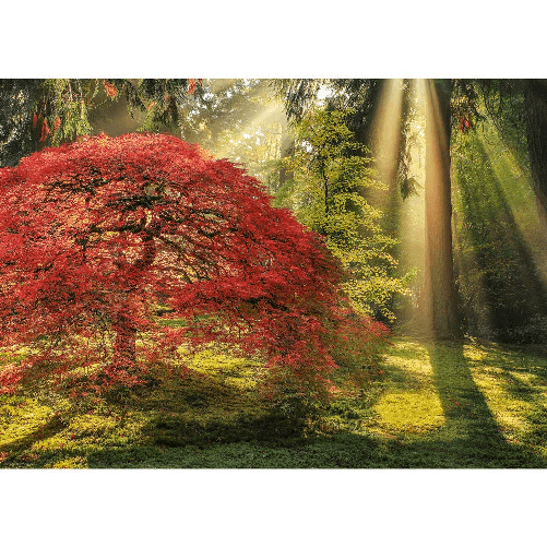 Puzzle-1000-Pz---Guiding-Light.-Magic-Forests