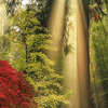 Puzzle-1000-Pz---Guiding-Light.-Magic-Forests