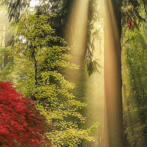 Puzzle-1000-Pz---Guiding-Light.-Magic-Forests