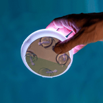 New-Garden-Papaya-12-Battery