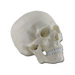 Modello Cranio - 3 Parti - 1X 1 pz.
