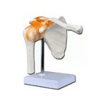 ''Modello Clavicola Linea ''''Value'''' 1 pz.''
