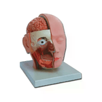 Modello Testa - 4 Parti - 1X 1 pz.