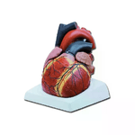 Modello Cuore - 4 Parti - 3X 1 pz.
