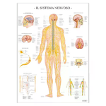 BELLETTI Poster Scientifico: Sistema Nervoso