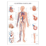 BELLETTI Poster Scientifico: Sistema Vascolare