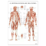 BELLETTI Poster Scientifico: Sistema Muscolare