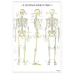 BELLETTI Poster Scientifico: Sistema Scheletrico