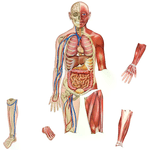 LEARNING RESOURCES                                            Corpo Umano Magnetico per Dimostrazioni