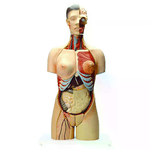 EISCO                                                         Modello Torso Umano con Sesso Intercambiabile