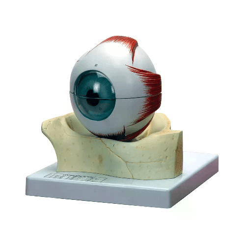 img-1d66e168-4a0d-41fc-8ad0-10469893b119.png