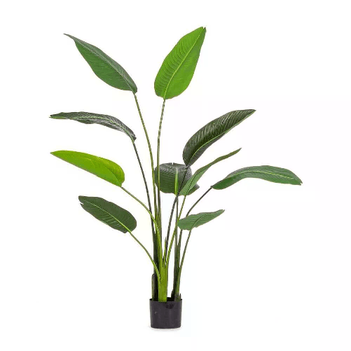 Bizzotto Pianta Strelitzia con Vaso 10Foglie H150 (2 Pezzi) - RIFLETTORE
