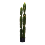 Vacchetti Pianta cactus con vaso tondo cmø18h124