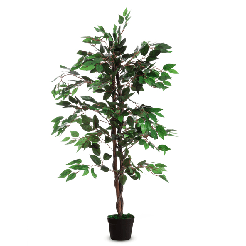 Pianta-ornamentale-FICUS-H120cm