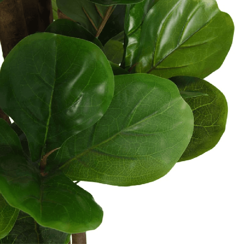 vidaXL Albero Ficus Lyrata 180 Foglie 150 cm Verde