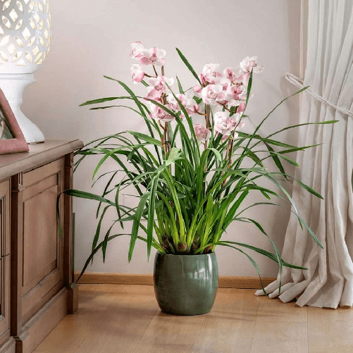 Kalapanta---Terriccio-Orchidee-Cymbidium-P-MAX---Sacco-da-2-Litri